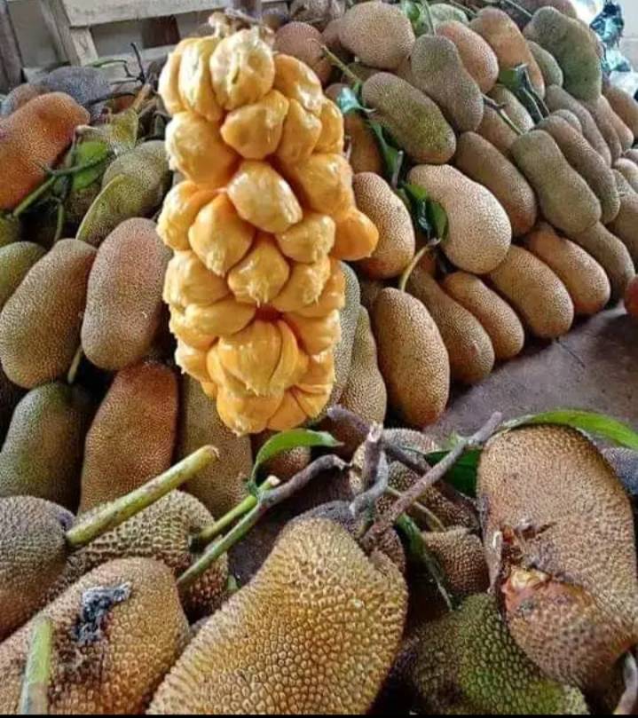 Cempedak